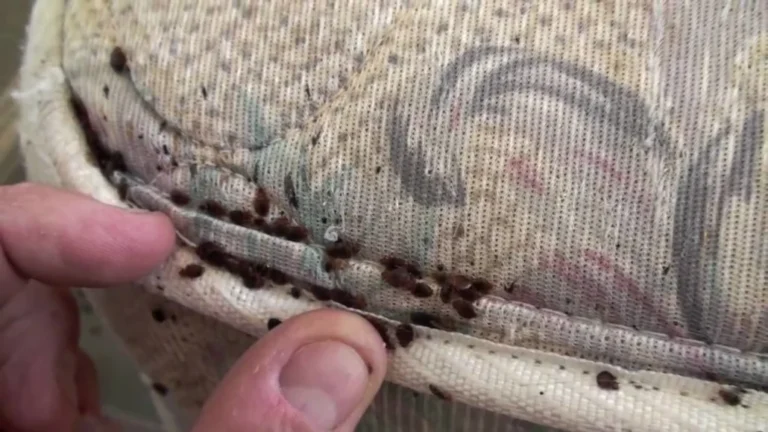 The Cost of Doing Nothing: What Happens If a Bed Bug Infestation Goes Untreated